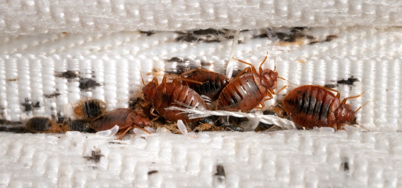 Hermitage Bed Bugs